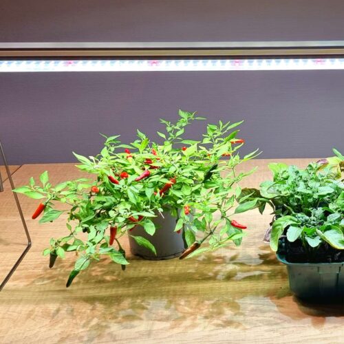 SunLight Pro-Gro