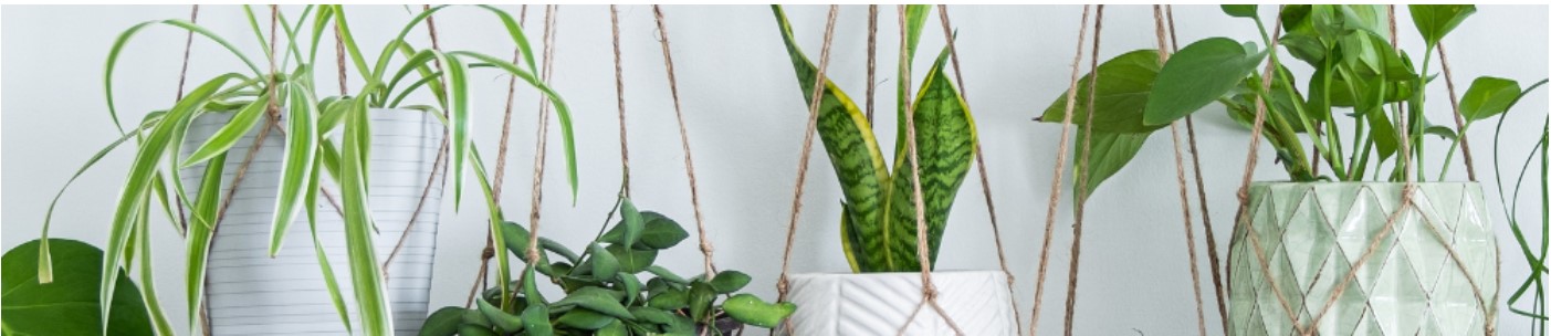 Måling af PPFD og lysbehov for planter