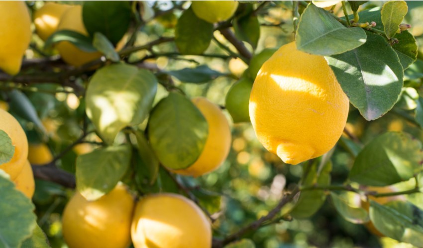 Citrontræer og overvintring