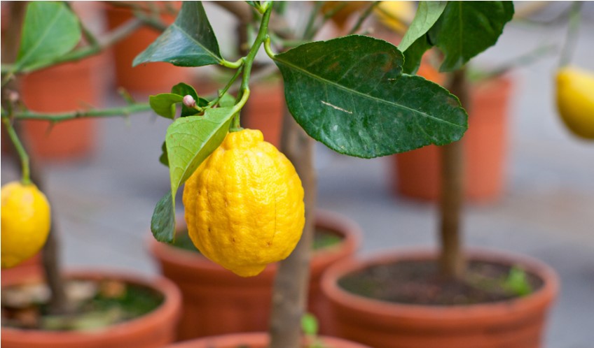 Citrontræer og overvintring