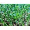 Sweet green pea seeds, ECO, Tendril