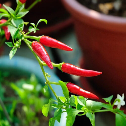 Hot chili pepper frø