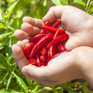 Hot chili pepper frø
