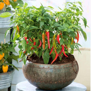 Hot pepper – til balkon- og terraskultur