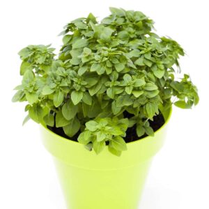 Basilikum Piccolino, Mini, Ocimum basilicum