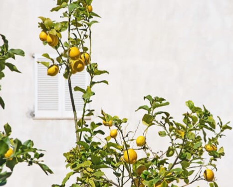 Citrontræer overvintring