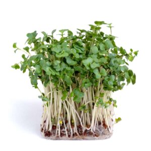Broccoli Calab. frø til mikrogrønt