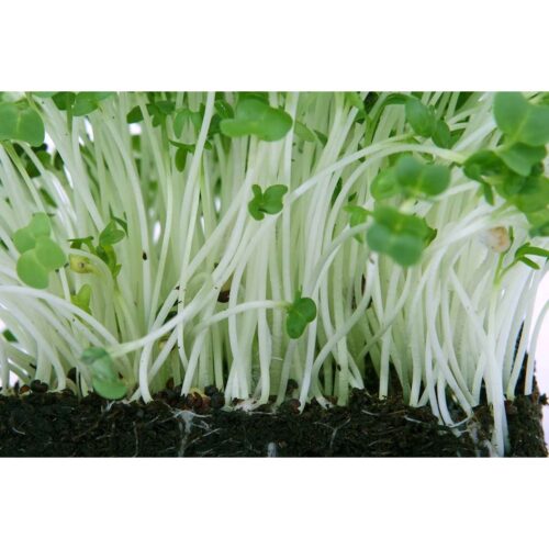 Broccoli Raab - Organic seeds
