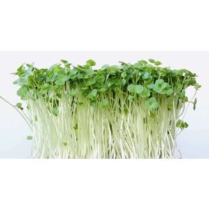 Broccoli Raab, ØKO, til mikrogrønt
