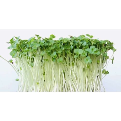 Broccoli Raab - Organic seeds