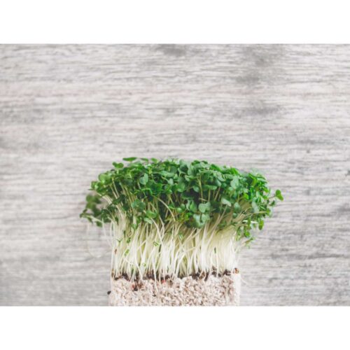 Broccoli Raab - Organic seeds