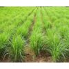 Citrongræs plante frø - Lemongræs