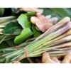Citrongræs plante frø - Lemongræs