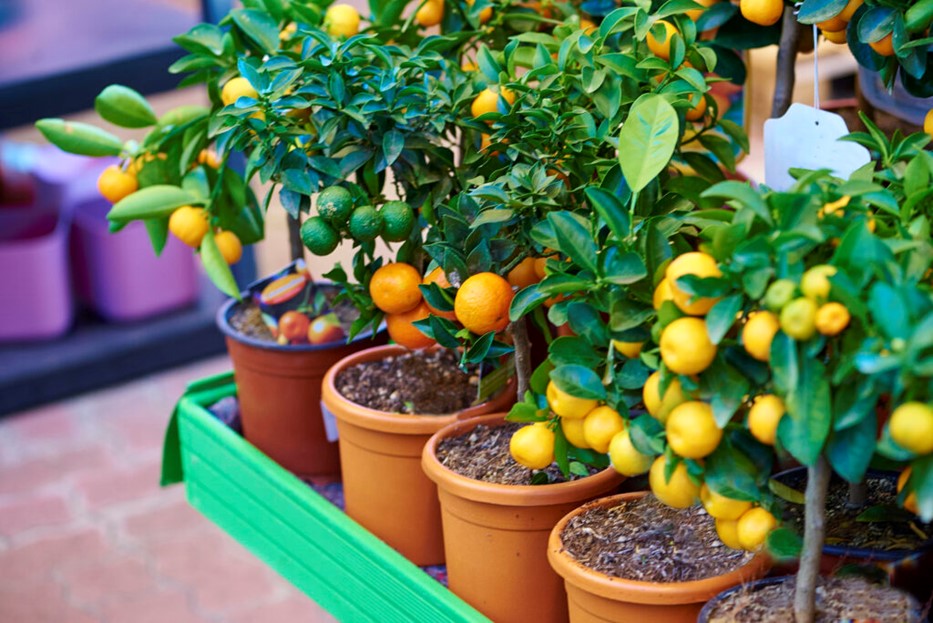 citrontræ