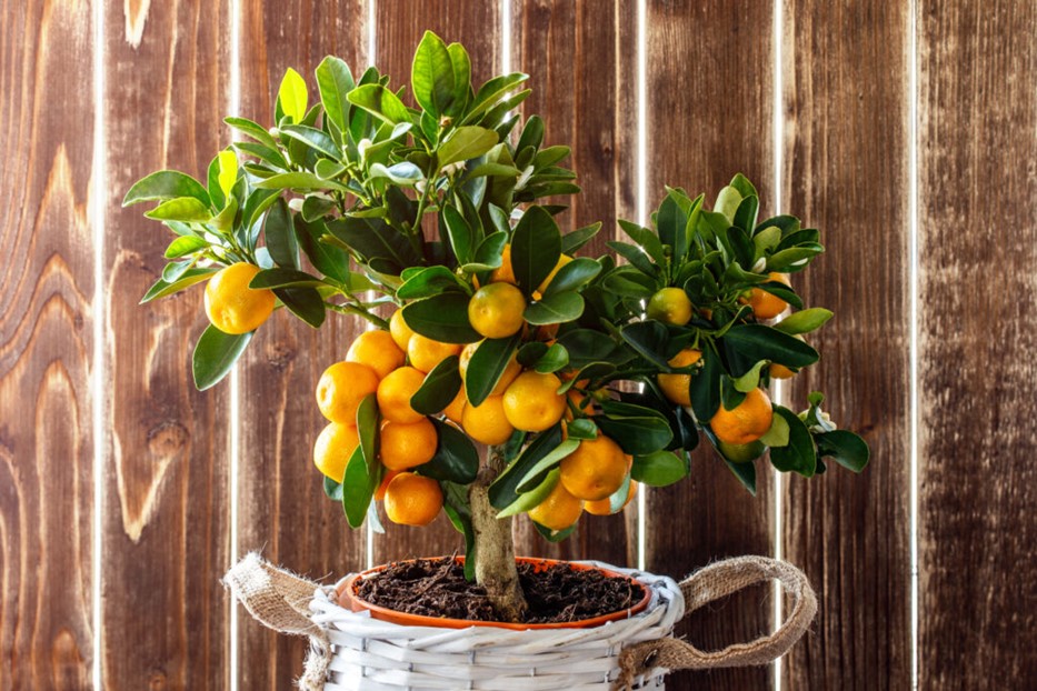 orange træ