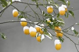 citron træ vinter