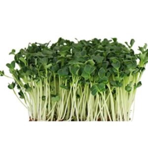 Radise Daikon til mikrogrønt