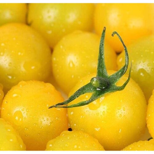 Kirsebærtomate frø - Gul Aztek