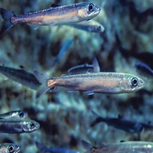 LED Fiskefarme/Aqua Culture