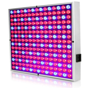Vækstlys 35W 230VAC, Red+Blue (165:60)