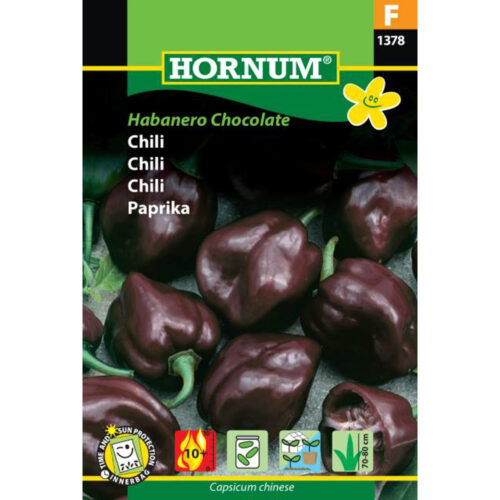 Habanero Chocolate, chilifrø