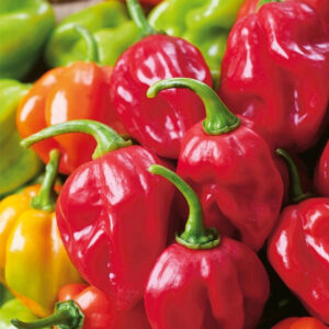 Habanero Rød