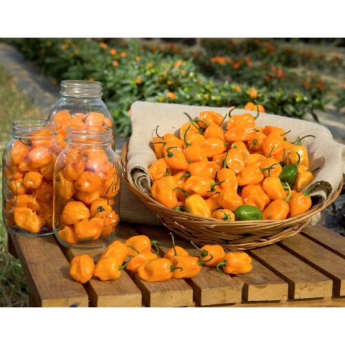 Habanero Yellow chili peber frø - Hot