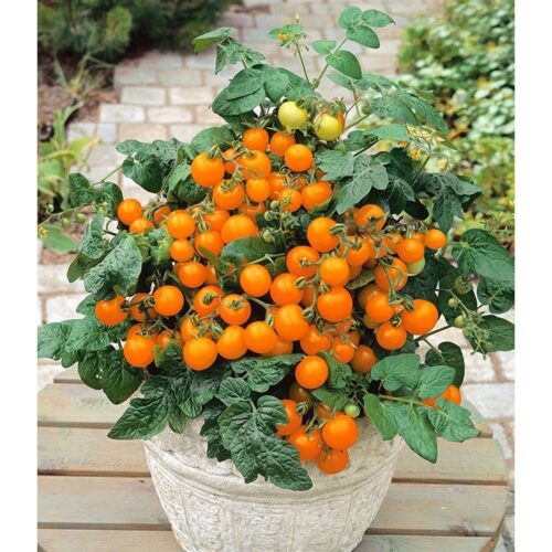 Kirsebærtomat frø - Orange Venus