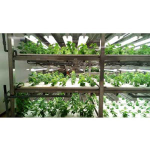Vertical Farming