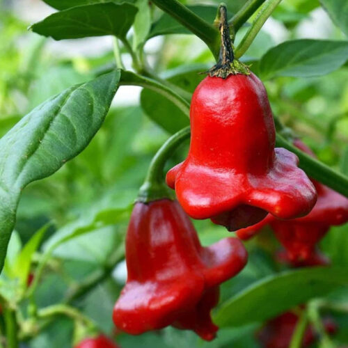 Chili, Bishops Crown frø