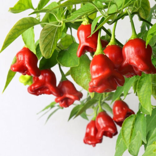 Chili, Bishops Crown frø