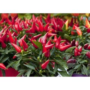 Paprika – Yvona – Capsicum L. – frø