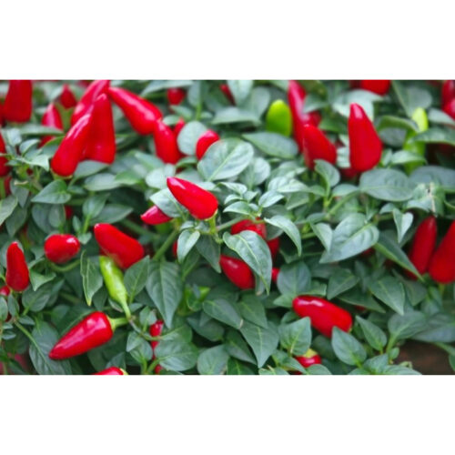Paprika - Yvona