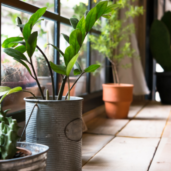 lys til planter i vinduskarmen