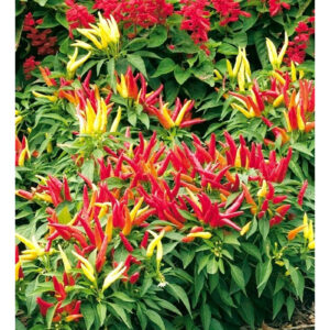 Paprika – Poupila – 39 frø – Capsicum L.