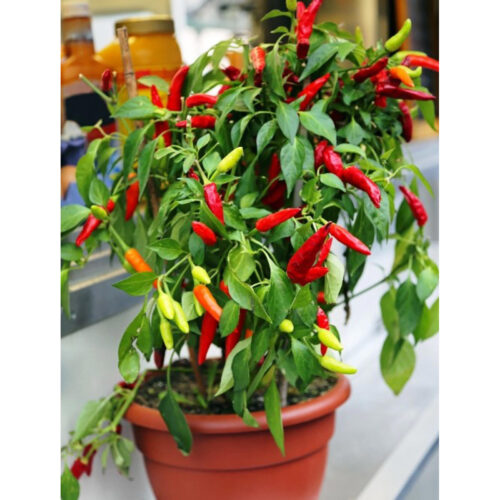 Paprika - Poupila
