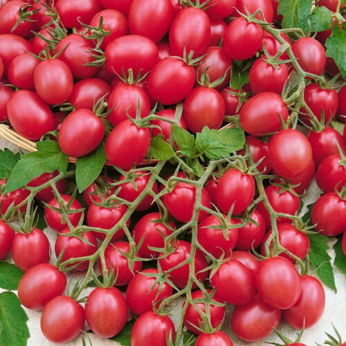 Raspberry Red Hood tomat frø