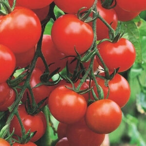 Tomat – Raspberry Red Hood
