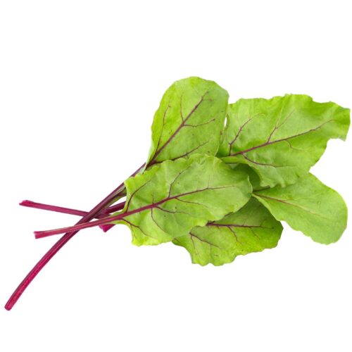 Rødbede frø Økologiske plantefrø -mikrogrønt