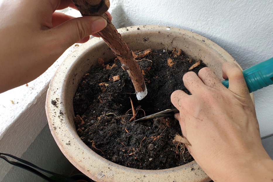 root booster