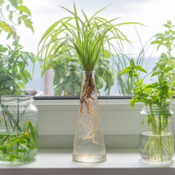 root booster