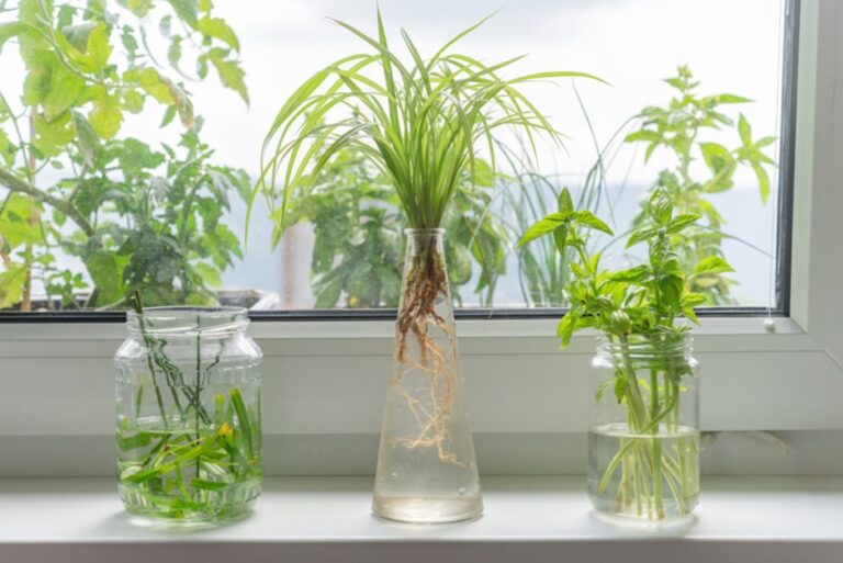 root booster