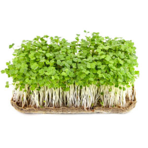 Rucola øko. frø til mikrogrønt
