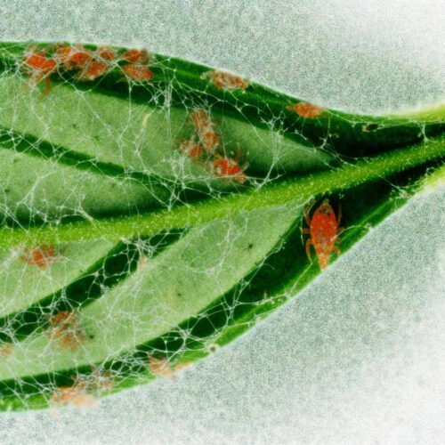 Spidermite Control