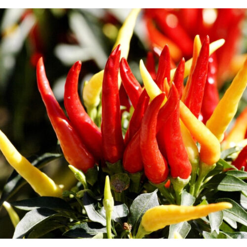 Paprika - Poupila