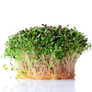 Alfalfa (Lucerne) frø til mikrogrønt