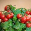 Dværgtomat - Kirsebærtomat "Mascot"