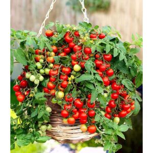 Tomat frø – Bajaja – Lycopersicon esculentum Mill