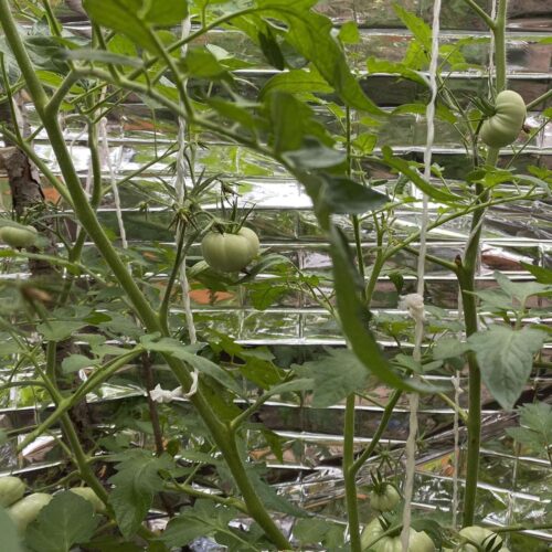 Reflekterende folie til plante dyrkning