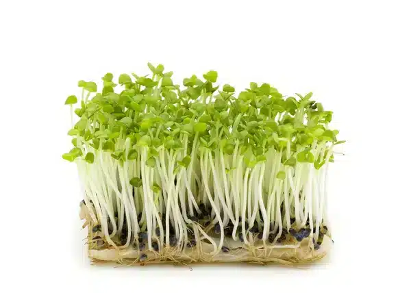 Basilikum Mikrogrønt – Økologiske Frø til Mikrogrønt